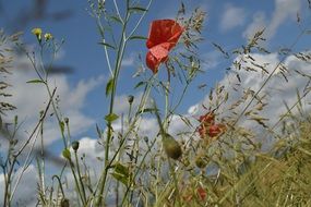 Poppy macro photo