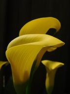 yellow Calla Lily Flower