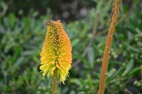 perfect beauty Flower Plants