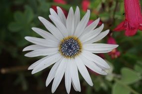 Cape Margerite flower