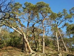 green tall trees in the forest