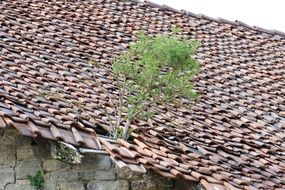 green plant on a broken roof