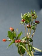 close up of Plant with red flowers