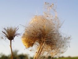 Dry Fluffy Thistle Seeds at Sky