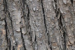 The bark in forest