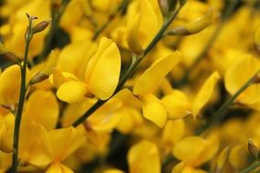 yellow spring flowers close-up