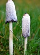 Mushrooms in the grass in the forest