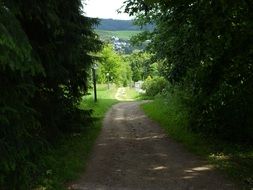 trail among green trees in summer