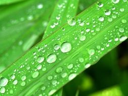 Water Drops wet Leaf Grass Green