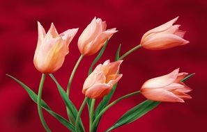 tulips on a pink background