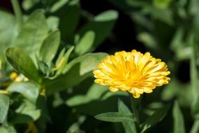 marigold flower in the garde