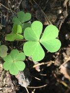 green clover among dry leaves