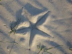 Starfish on a beach