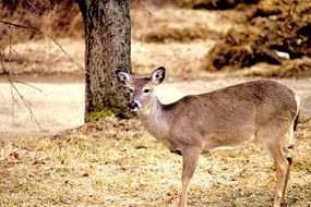 young deer near the tree