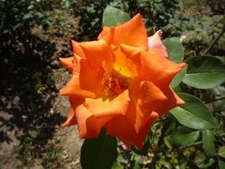 orange rose under the bright sun