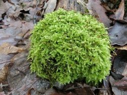 green moss on dry foliage