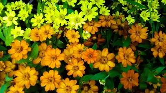 colourful Flower Beauty closeup