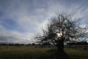 picturesque and pretty Tree