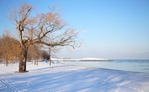 willow in snowy park at lake, usa, illinois, Chicago