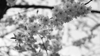 black and white picture of flowering cherry tree