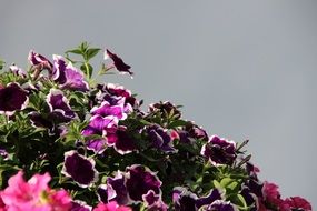 Picture of the purple and pink flowers