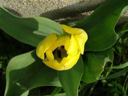 Tulip Yellow Flower bud