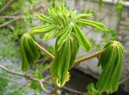 young chestnut close-up on blurred background