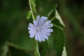 light violet meadow flower