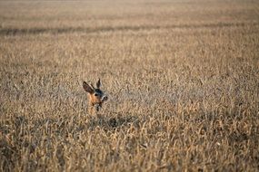 roe deer in a dry corn field