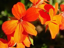 Picture of the red Hibiscus flowers