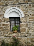 Beautiful stone wall with plant in Arbanassi, Bulgaria