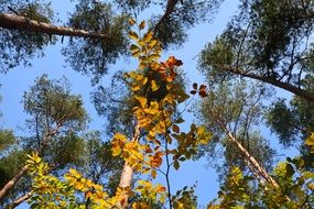 yellow leaves on top of a tree against a blue sky