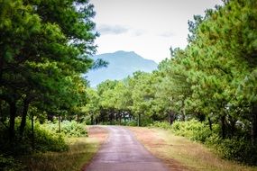 Road in autumn forest Landscape