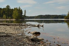 Landscape of Pond in a forest