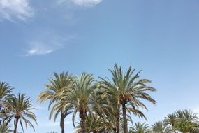 green palm trees on a sandy beach