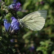 cabbage white butterfly on the purple flower