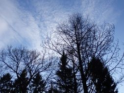 winter tree against the sky with clouds