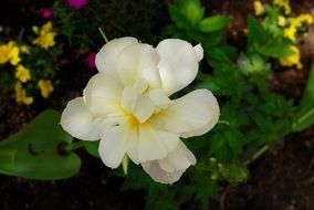 delicate pale yellow garden flower