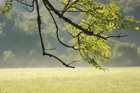 view through a tree on a field in a sunny haze