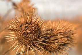 dry prickly plants close-up