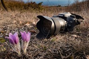 Camera Nikon and flower