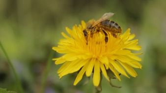 Bee, Pollination, Yellow Dandelion