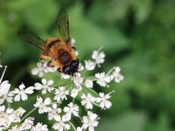 bee on the tiny white flowers