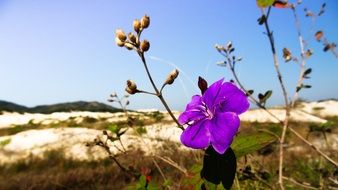 colorful flower among sand dunes