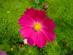 pink Cosmea Flower Blossom macro