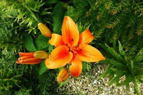 orange lily in the summer garden