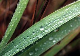 dew Drops on grass blades, Macro