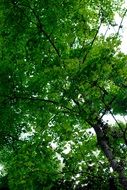 tree with big green crowns