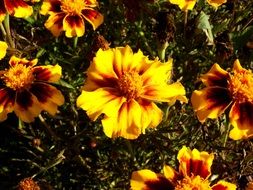 colorful yellow-brown flowers in bright sunlight