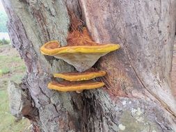 orange lichen on a tree